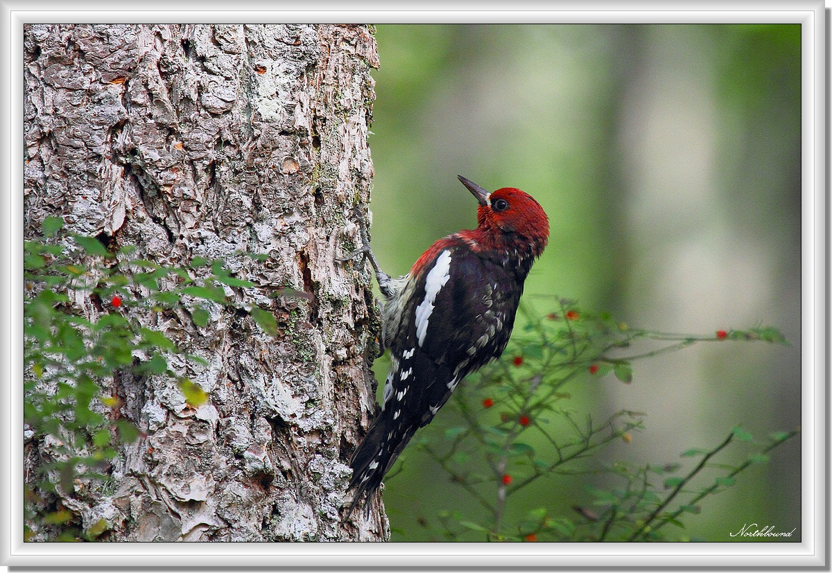 Red Breasted Sapsucker