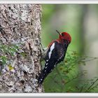 Red Breasted Sapsucker