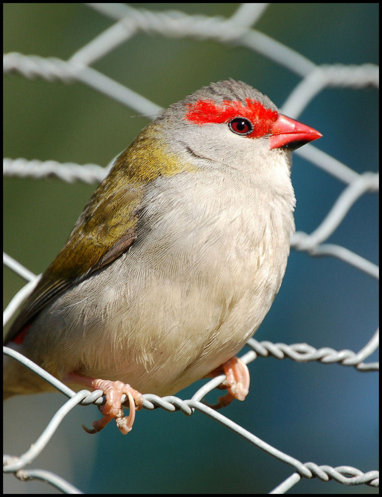 Red Browed Finch 3