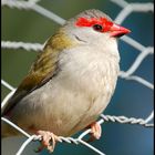 Red Browed Finch 3