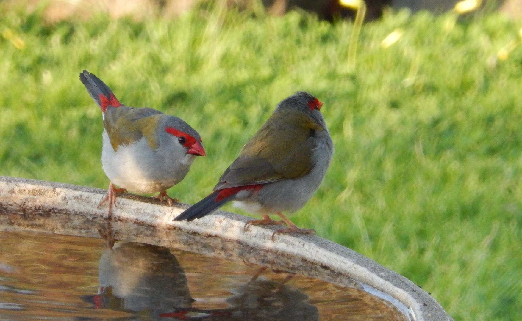 Red browed Finch