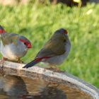 Red browed Finch