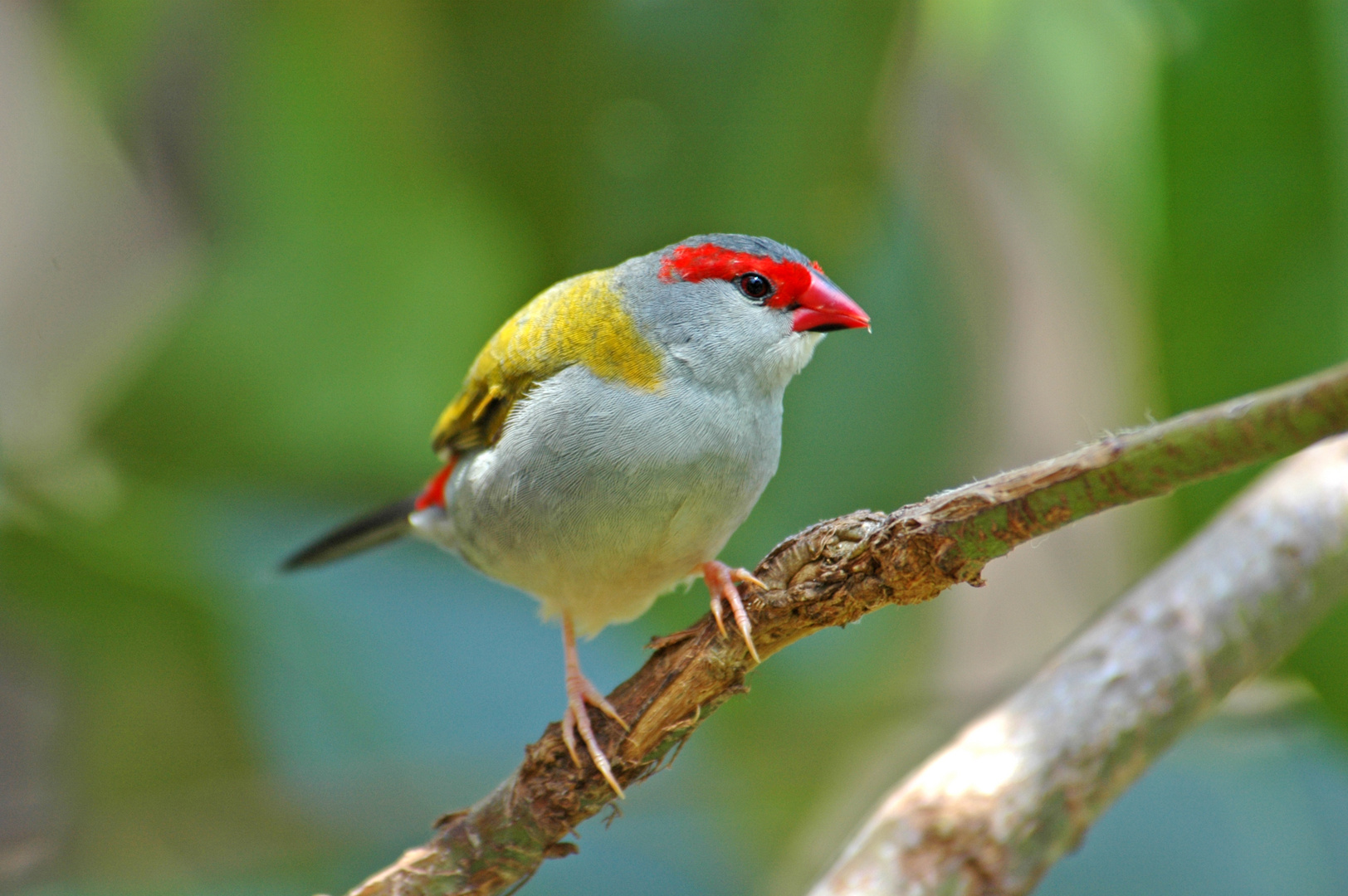 Red browed Finch