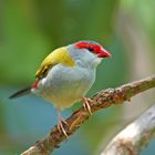 Red browed Finch