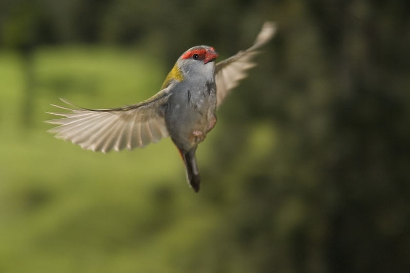 Red Browed Finch in flight