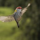 Red Browed Finch in flight