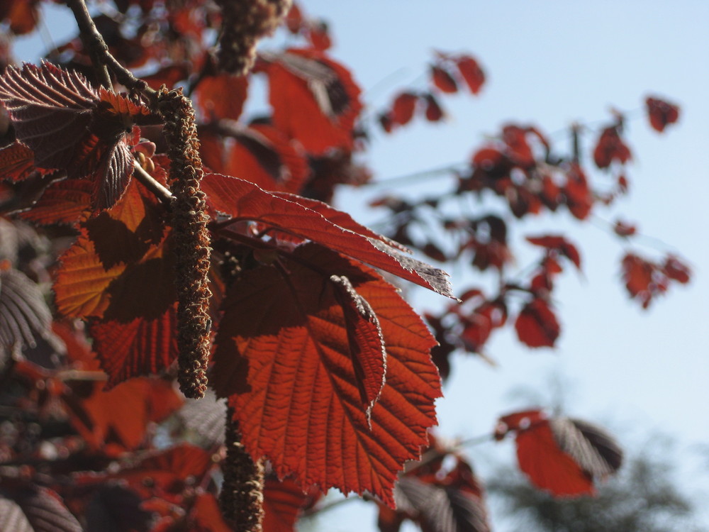 Red-brown spring