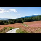 Red buckwheat