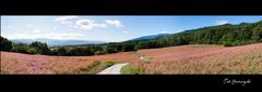 Red buckwheat