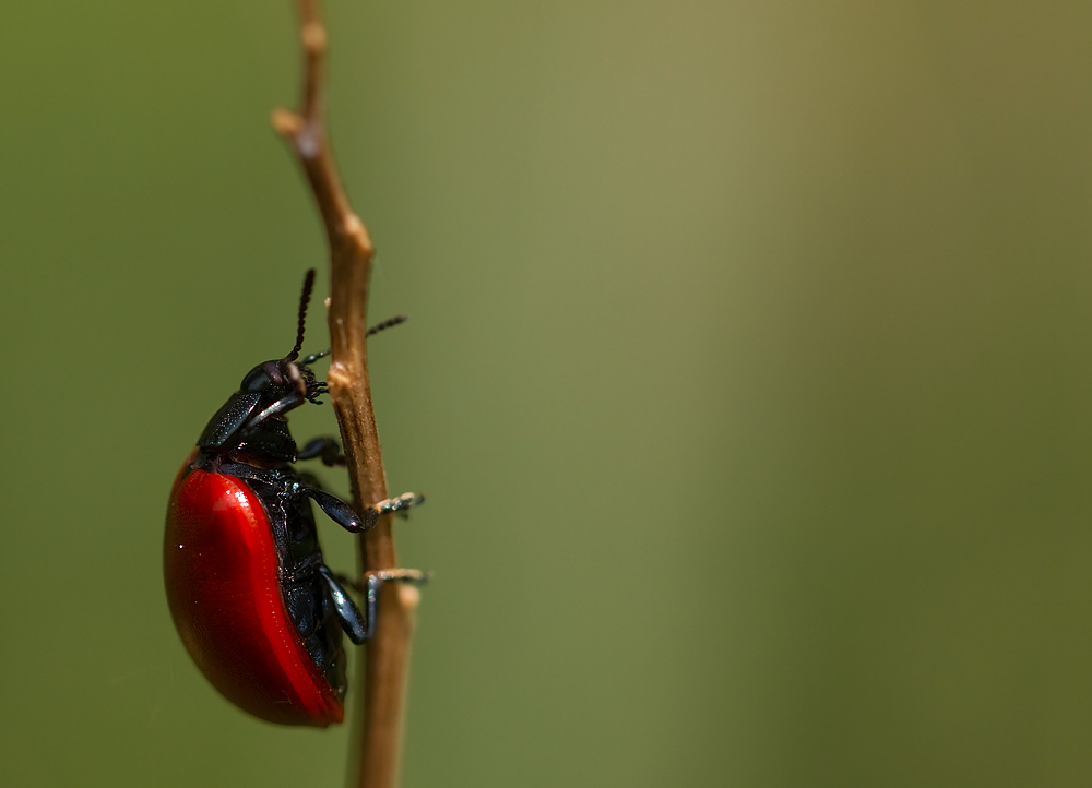 Red Bug