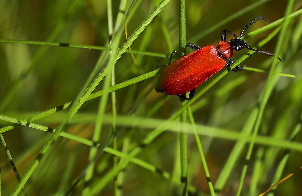 Red Bug