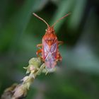  Red Bug