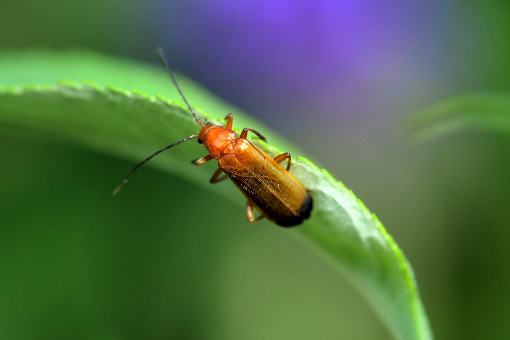 red bug