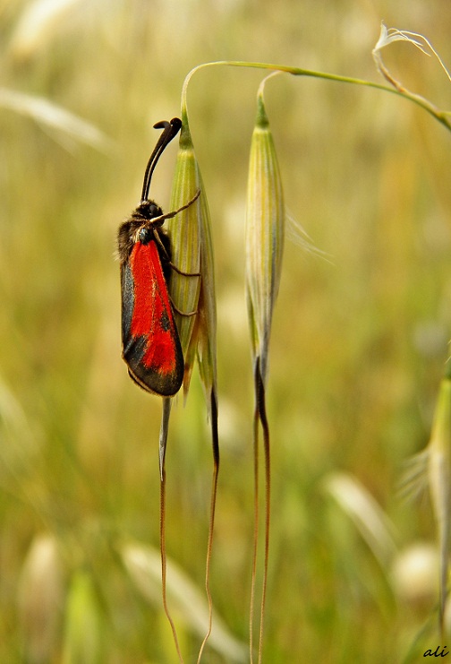 Red Bug