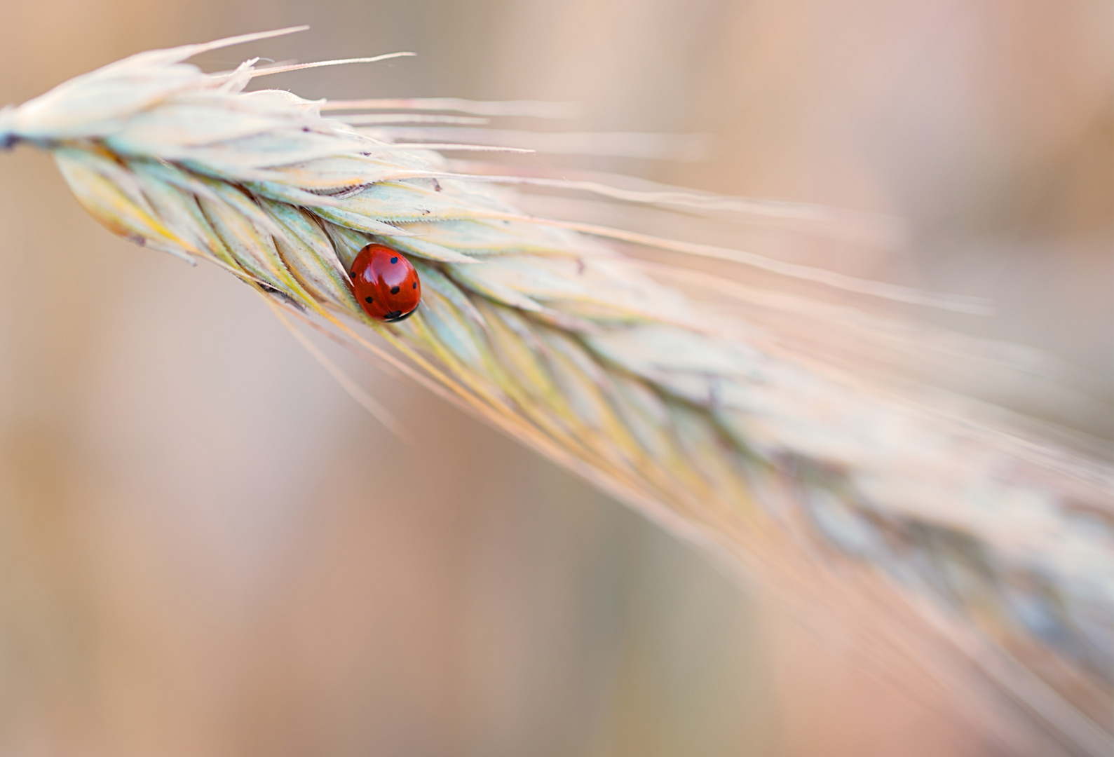 red bug 