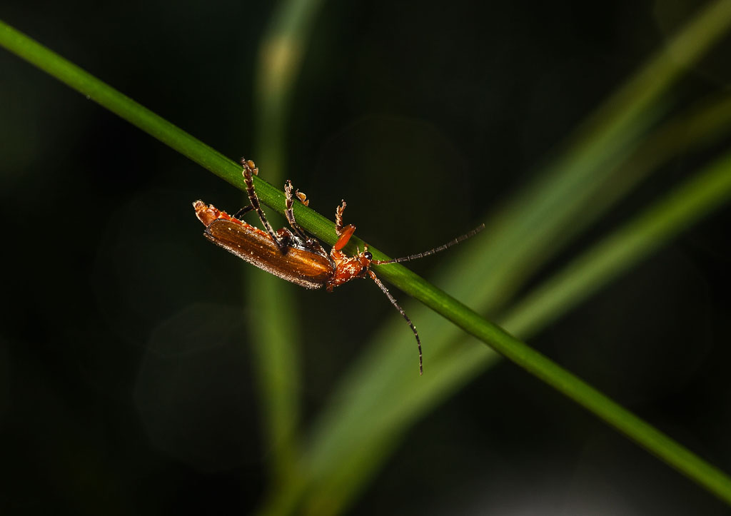 red bug