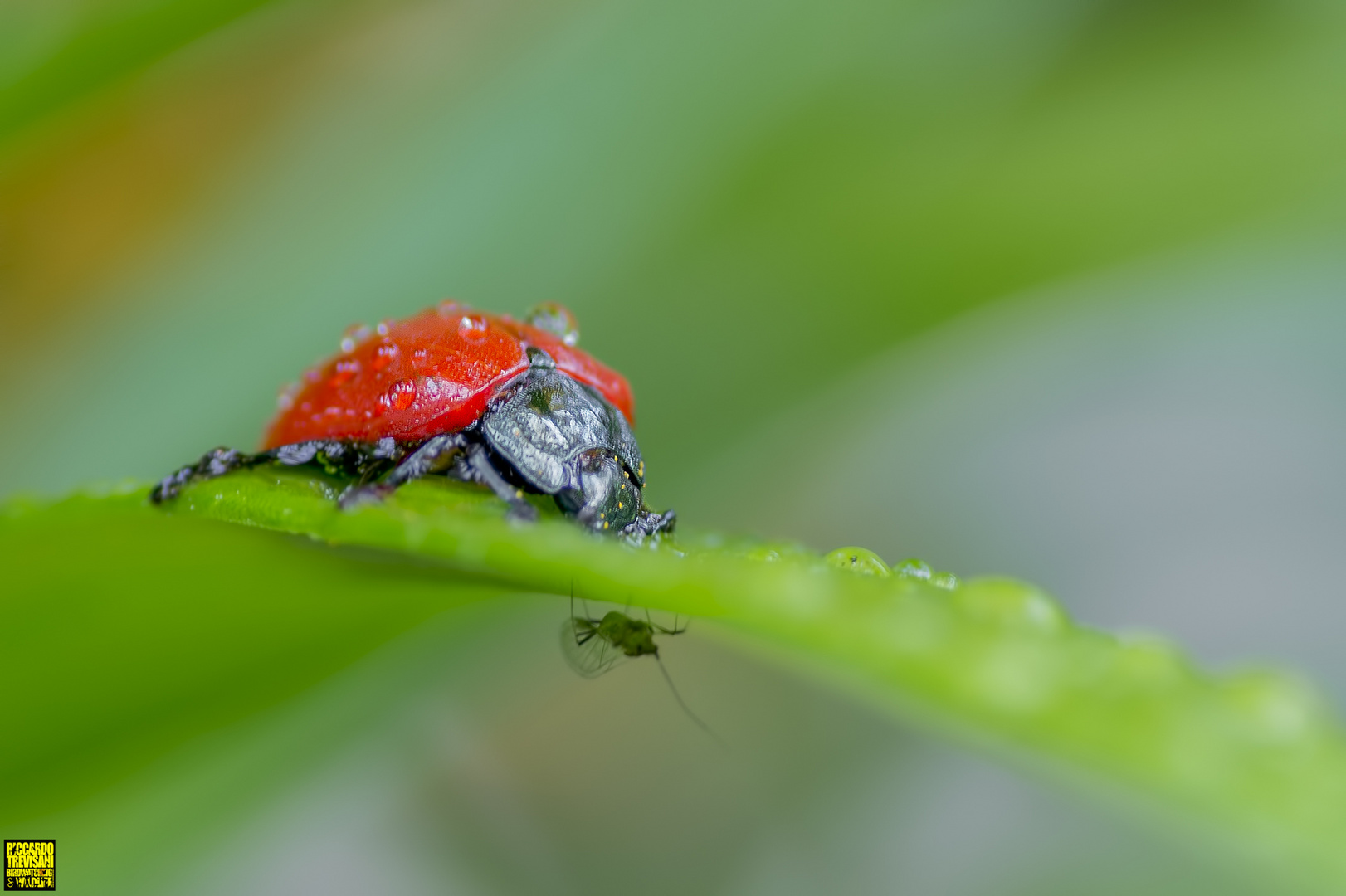 red bug