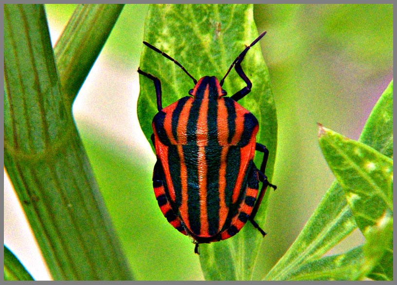 red bug in green