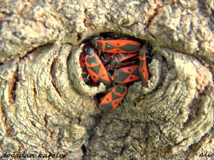 Red Bugs