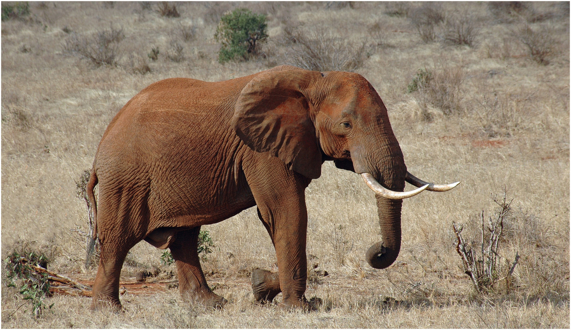 "Red Bull" - der Tsavo East NP in Kenia ...