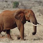 "Red Bull" - der Tsavo East NP in Kenia ...