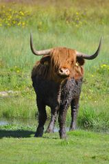 Red Bull, oder Black Bull oder halb-halb Bull?