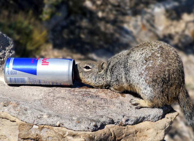 Red Bull verleiht Flügel ?