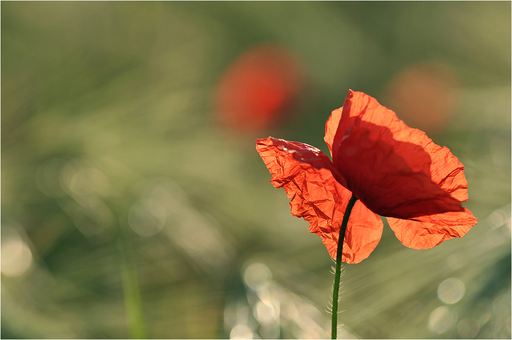 Red Butterfly