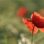 Red Butterfly