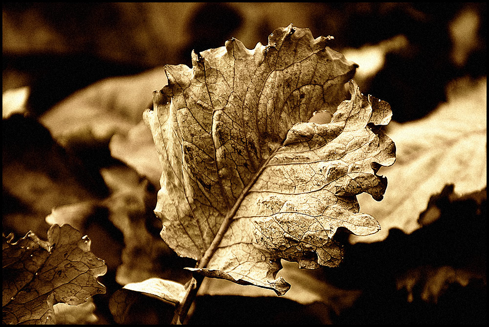 [red cabbage]