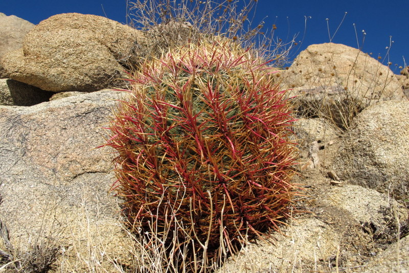 Red Cactus