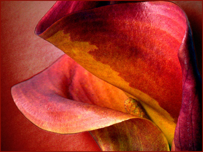 red Calla