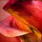 red Calla