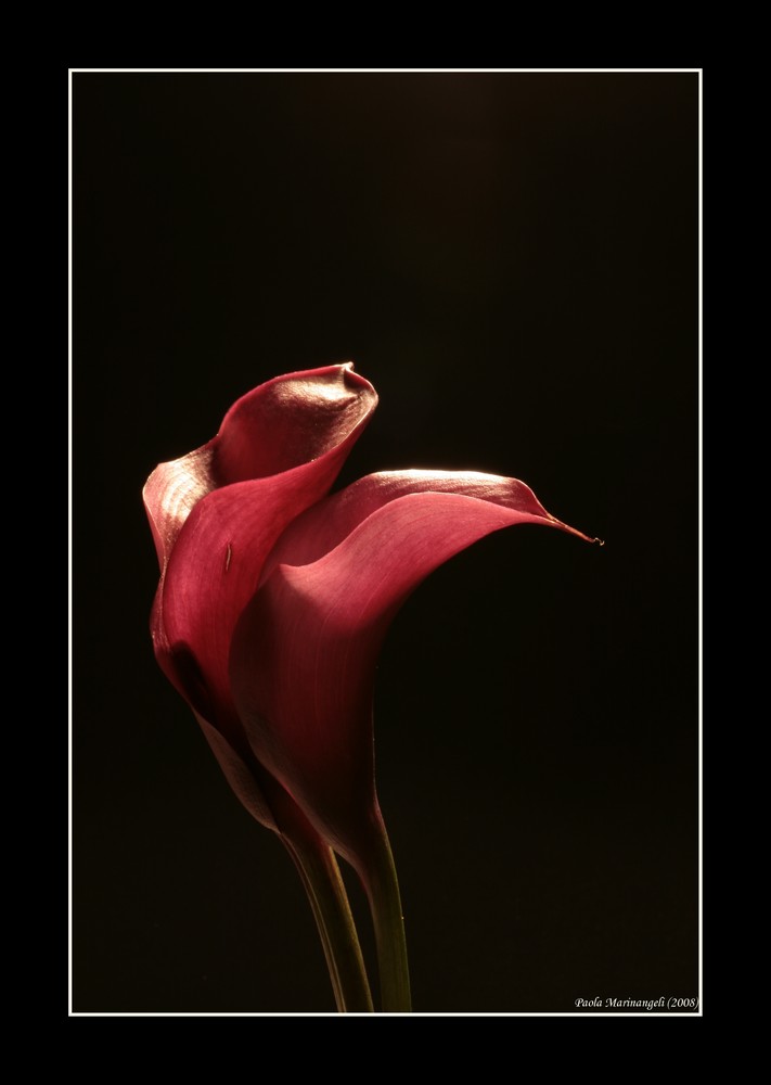 Red Callas nr. 1