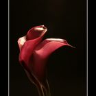 Red Callas nr. 1