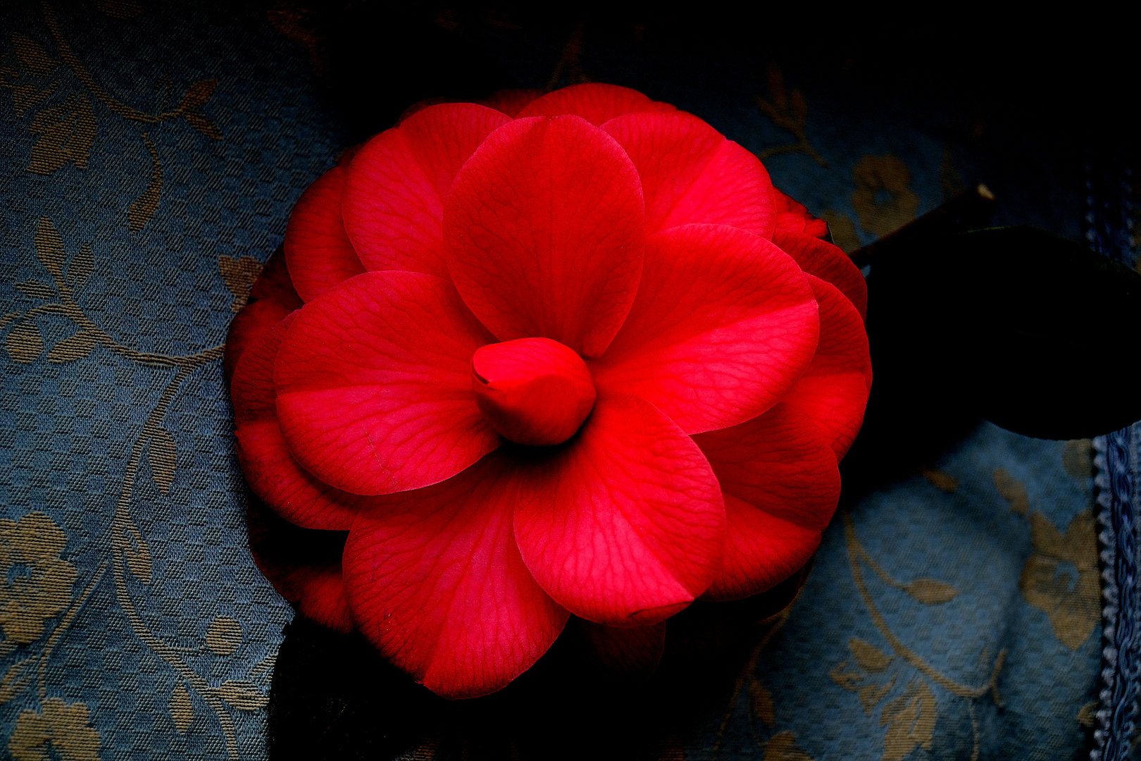 Red Camelia