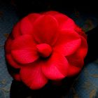 Red Camelia