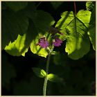 red campion 2