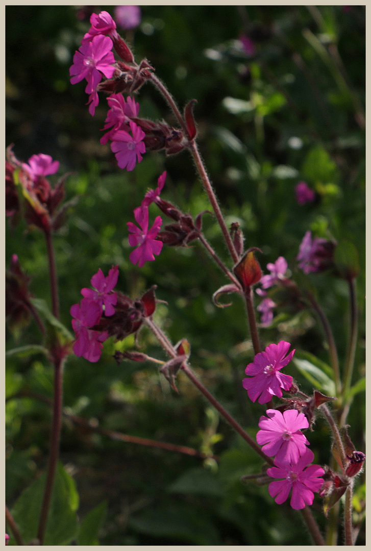 red campion 4