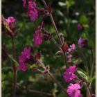 red campion 4