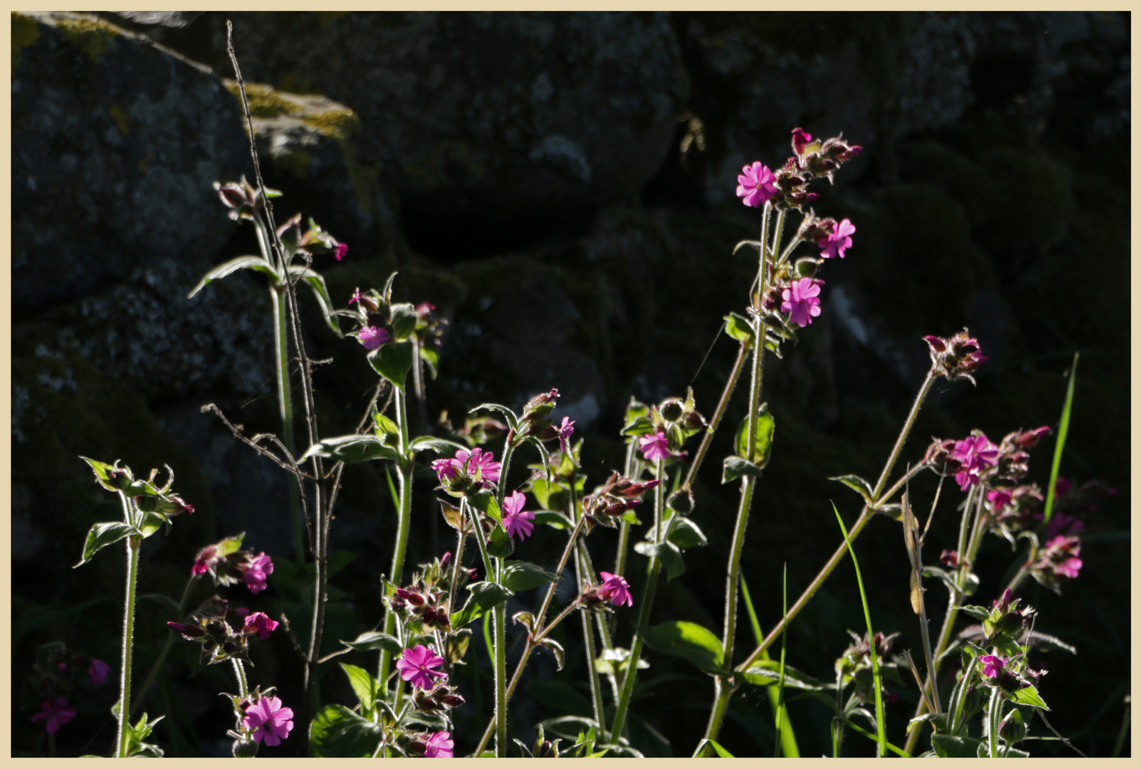 red campion 4