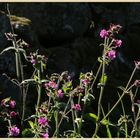 red campion 4