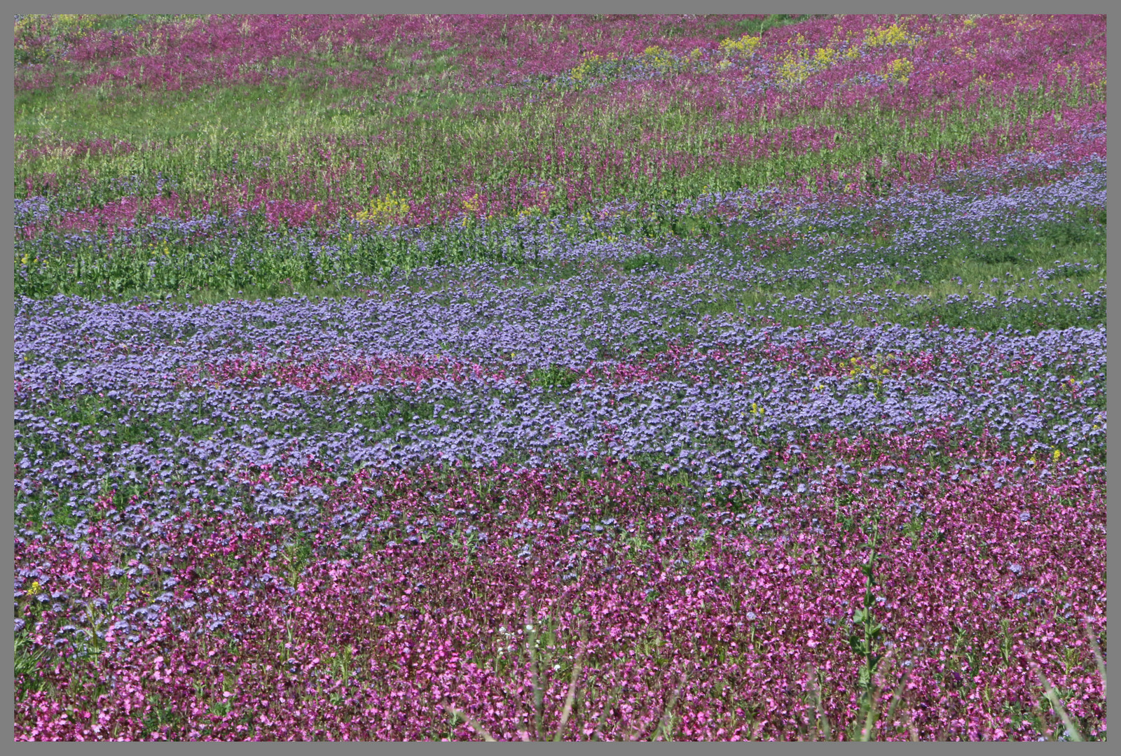 red campion and blue cornflowers 3 near bamburgh