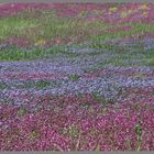 red campion and blue cornflowers 3 near bamburgh