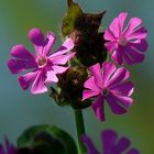 Red Campion