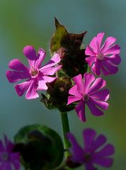 Red Campion