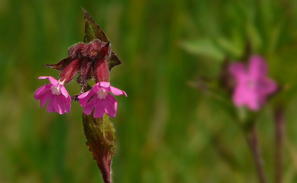 Red Campion