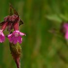 Red Campion