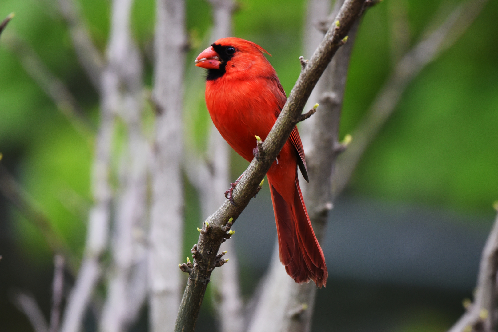 Red Cardinal