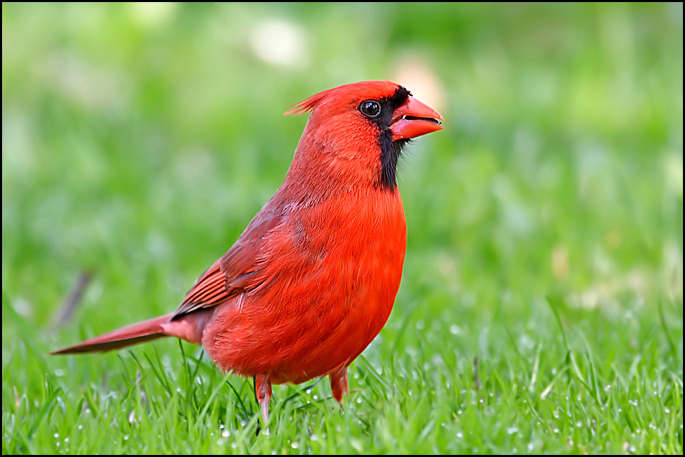 red cardinal